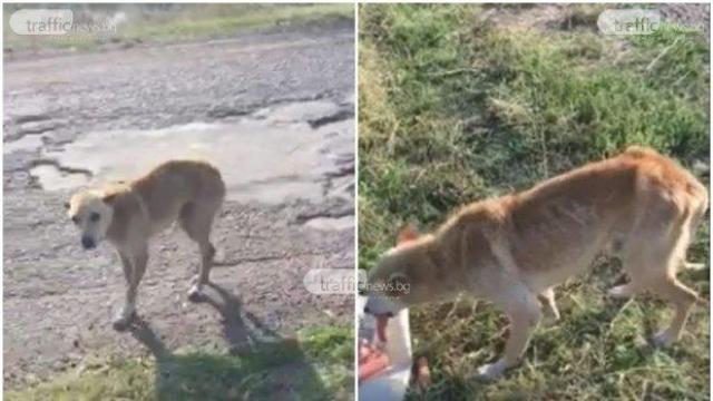 Изхвърлено на пътя куче умира от глад, но чака стопанинът му да се върне (видео)