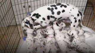 Далматинец постави нов световен рекорд, след като роди 19 кученца (видео и снимки)