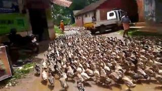 Стотици патици блокираха трафика в Индия (видео и снимки)