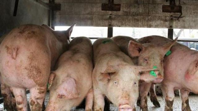 Напрежение и нови бунтове зреят по селата заради чумата по свинете