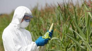 "Монсанто" плащали на Google, за да потули разследване за вредата от техен продукт