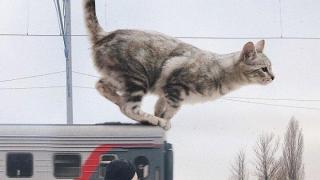 Вижте как би изглеждал светът, ако котките бяха много по-големи (видео)