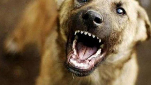 Бездомно куче нахапа 6-годишно дете в Дупница