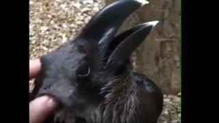 Нова оптическа илюзия раздели интернет: птица или заек? (видео и снимки)