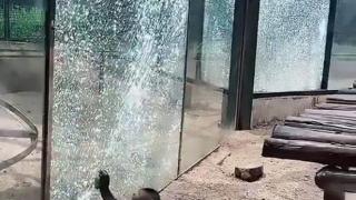 Маймунка счупи с камък стъклото на клетката си в зоопарк (видео и снимки)