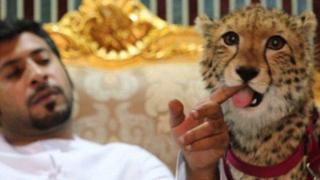 Хиляди гепарди са отглеждани като домашни любимци на богати деца в арабските страни (видео и снимки)