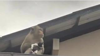 Маймуна взе малко котенце за заложник (видео)