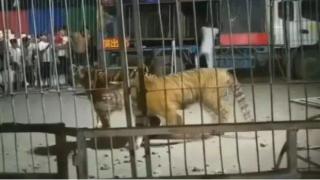 Тигър бяга от клетката си по време на шоу и предизвиква масова паника (видео)