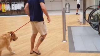 Голдън ретривър се страхува да се качи на ескалатор (видео)