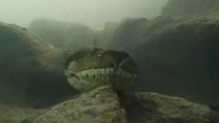 Водолаз се срещна лице в лице с гигантска 7-метрова анаконда (видео и снимки)