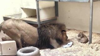Татко лъв среща малкото си лъвче за първи път (видео и снимки)