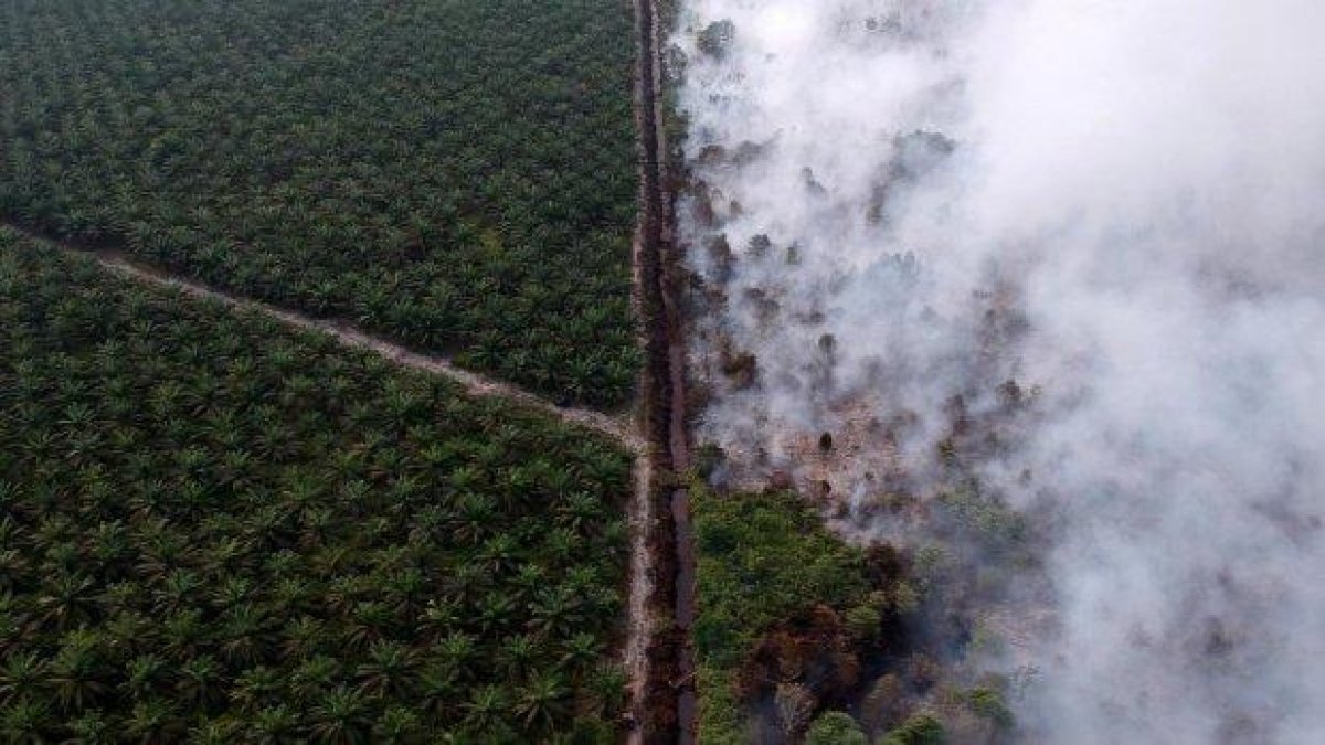 Глобалното търсене на палмово масло е причината за пожарите в тропическите гори на Индонезия