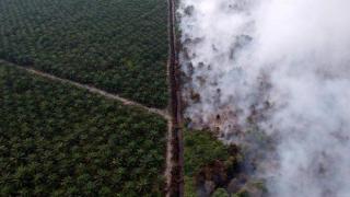 Глобалното търсене на палмово масло е причината за пожарите в тропическите гори на Индонезия
