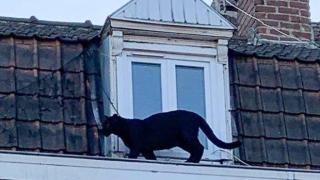 Черна пантера по покривите шашна жителите на френския град Лил (видео и снимки)