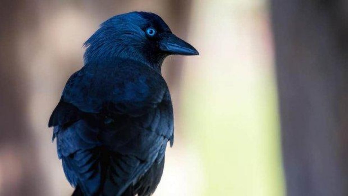 Гаргите могат да разпознават "опасните" хора, сочи проучване