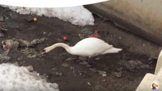 Лебед чисти водата от пластмасови боклуци (видео)