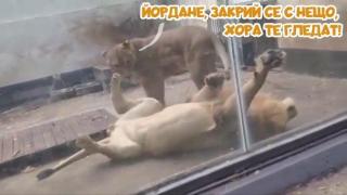Лъв търси опора в лъвица, тя го предава (видео)