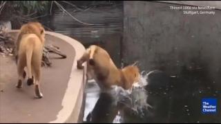 Лъв в зоопарк пада нелепо във водата (видео)