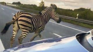 Зебра избяга от цирк и предизвика хаос на магистрала в Германия (видео и снимки)