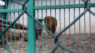 Видео с лъв в лошо здравословно състояние от зоопарка в Разград се появи в интернет