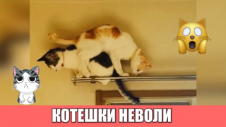 Защо котките имат нужда от девет живота (видео)