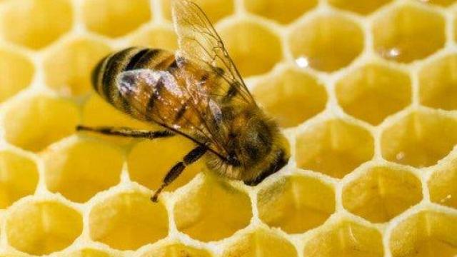 Пчелите имат изумителни математически способности, показва проучване