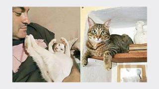 Котки спасиха стопаните си минути преди свлачище да срути къщата им