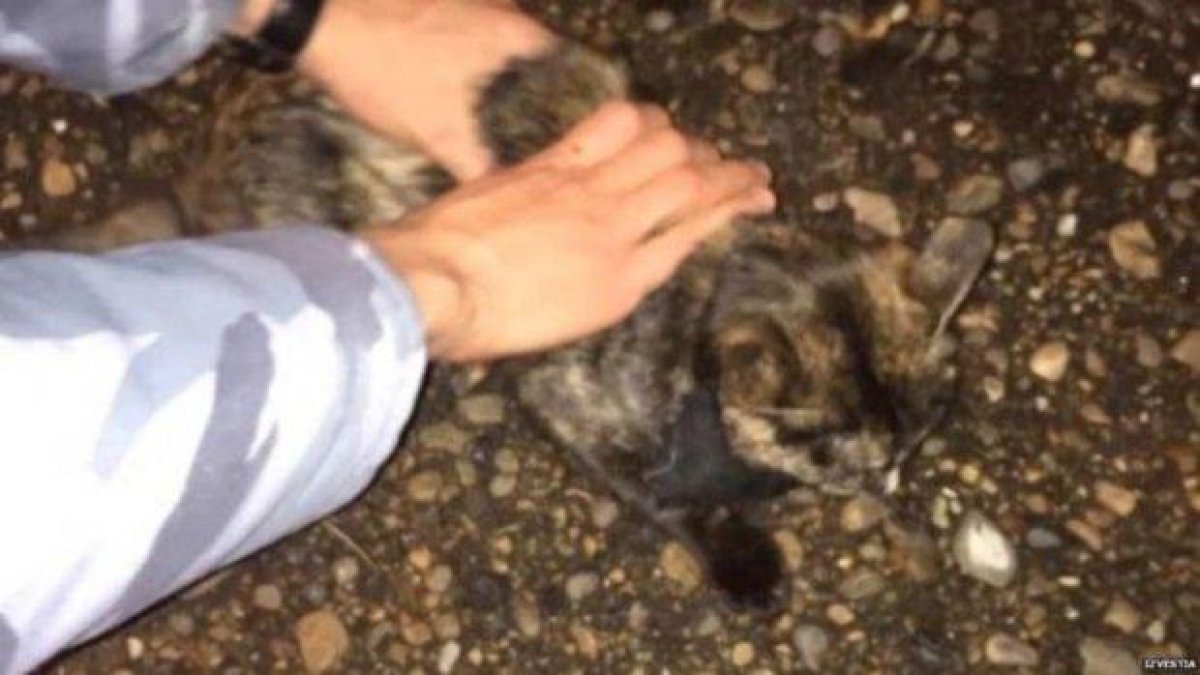 Хванаха котка, използвана като муле за наркотици