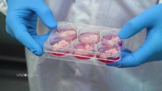 Учени от Харвард отглеждат месо от клетки на крави и зайци. И изглежда като истинско