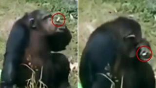 Женско шимпанзе е забелязано да пуши цигара в китайски зоопарк (видео)