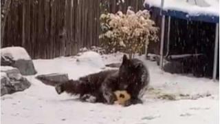 Мечка играе с топка в снега в задния двор на къща (видео)