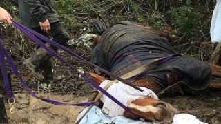 Обезумял след взрив на фойерверки кон се прободе на ограда (снимки)