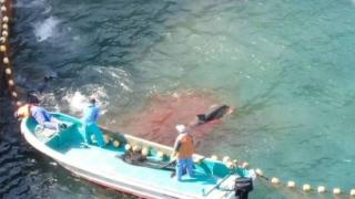 Море от кръв заради традиционния улов на делфини в Япония (видео 18+)