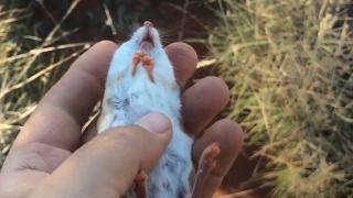 Природозащитник "върна от мъртвите" малко мишле, попаднало в капана на изкоп на строеж (видео)