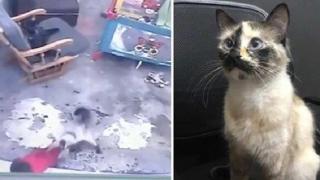 Котка се втурва и спасява бебе от падане по стълбите (видео)