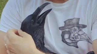 Вижте как гарван се държи като дете с човешкия си "татко" (видео)