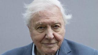 Вижте маймуните, които сър Дейвид Атънбъро се опитвал да заснеме през последните 50 години (видео и снимки)