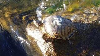Вандали нарисуваха свастики върху черупките на костенурки (видео и снимки)