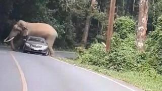 Слон легна върху кола, а друг обърна бус (видео и снимки)