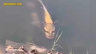 Риба с човешко лице плува в езеро в Китай (видео)