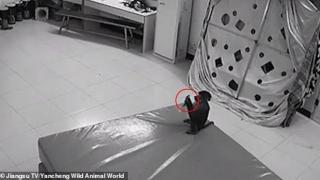 Маймуна пазарува онлайн през телефона на служителка в зоопарк (видео и снимки)