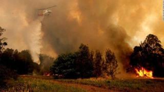 350 коали са изгорели в пожарите в Австралия