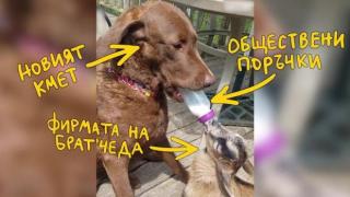 Куче храни козле с биберон като свое (видео)