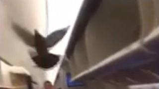 Гълъб се качи в самолет и предизвика хаос в разписанието на летище в Русия (видео)