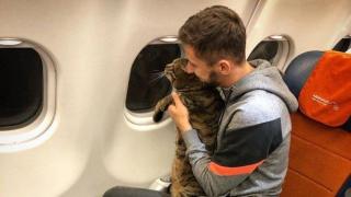 Мъж излъга за теглото на котарака си, за да го качи със себе си в самолета (снимки)