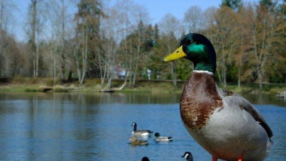 В Англия унищожават хиляди патешки яйца, защото били опасни за колоездачите