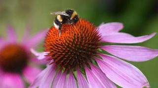 Изчезването на насекомите: незабелязаният апокалипсис
