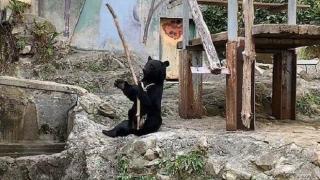 Мече от зоопарк демонстрира уникални кунг-фу умения (видео)