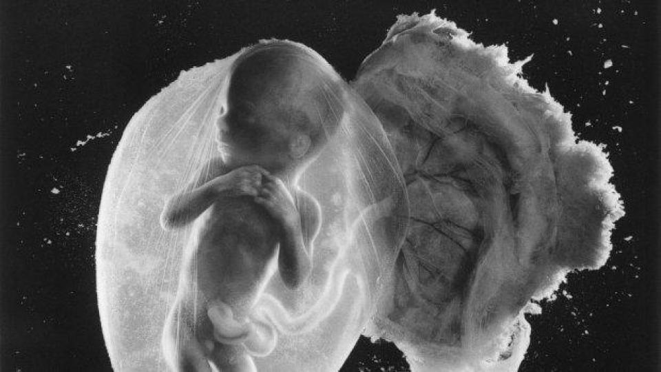 Историята на Ленарт Нилсън и една от най-великите фотографии на 20 век