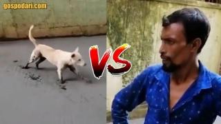 Куче съсипа цял ден работа за няколко секунди (видео)